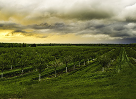 硼对果树营养的作用