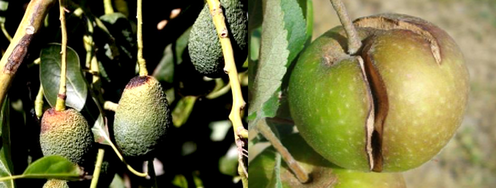 与硼缺乏有关的果实外部坏死和裂纹 