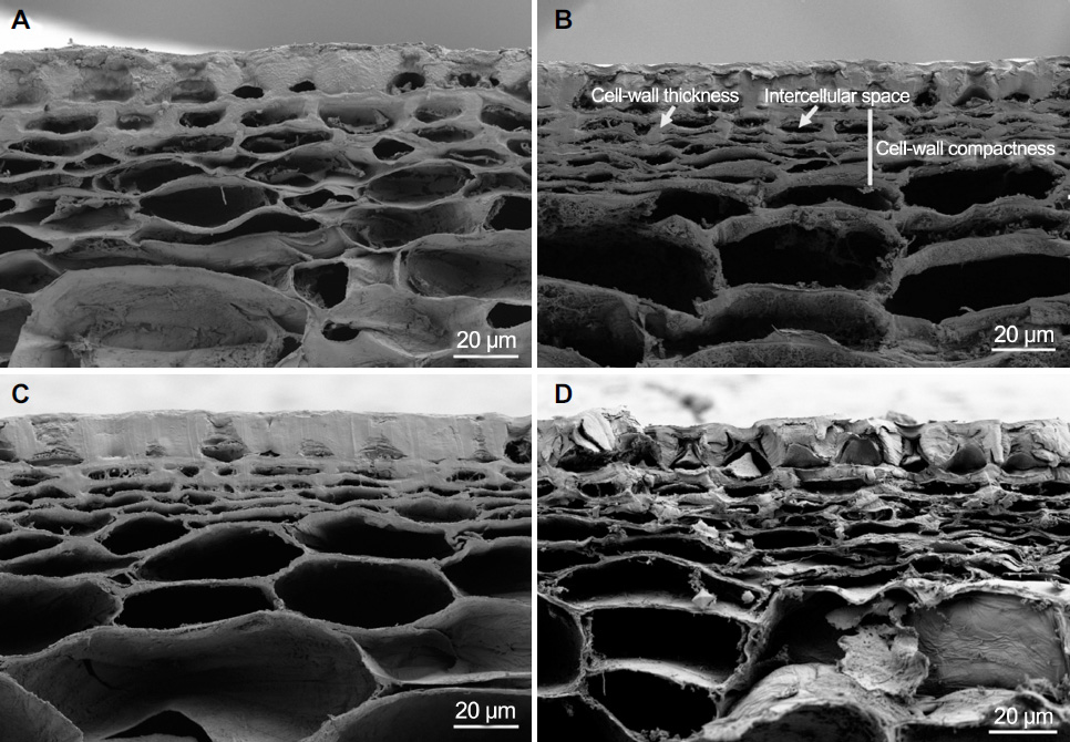 对照组, 硼处理, 钙处理, 硼 + 钙处理