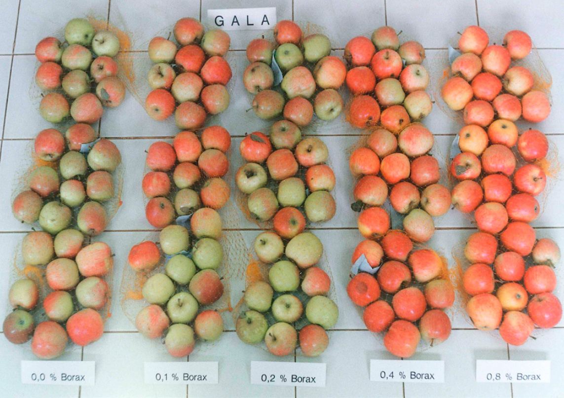 接受不同浓度速乐硼叶面施用的苹果果实。