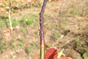 Cocoa branch