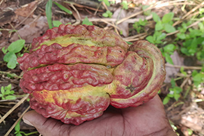 Boron Deficiency in Cocoa