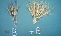 Wheat: With and without boron