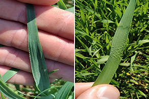 Boron deficiency wheat leaves