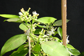 Citrus: Boron deficiency