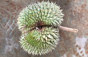 Boron deficient durian fruit