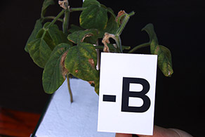 Soybean with boron deficiency