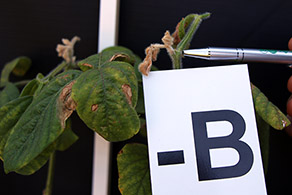 Soybean flower with boron deficiency