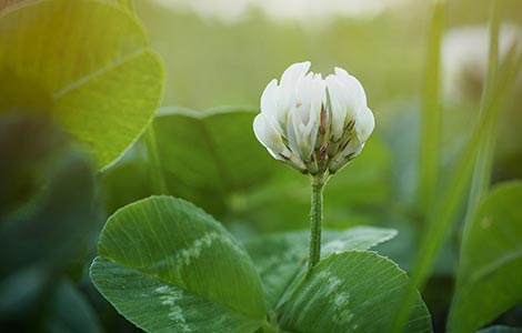 硼在植物中的移动性​