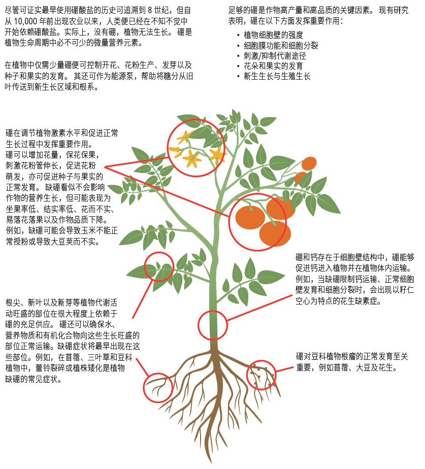 植物利用硼的示意图
